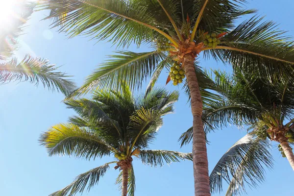 Eva Mandarina Beach Club · palms and blue skies