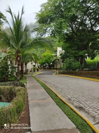 Palm-lined paths within the property